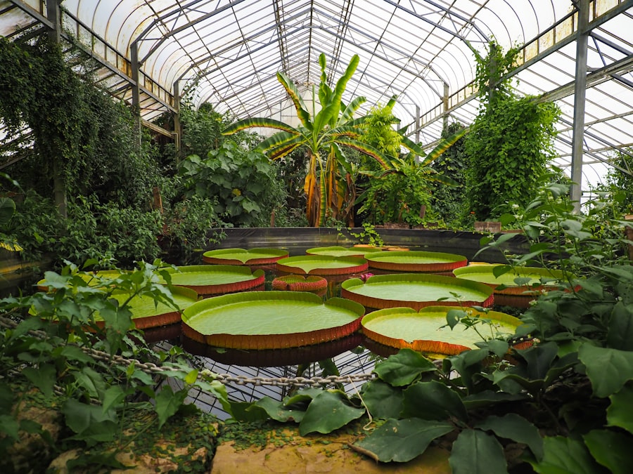 Greenhouse plants