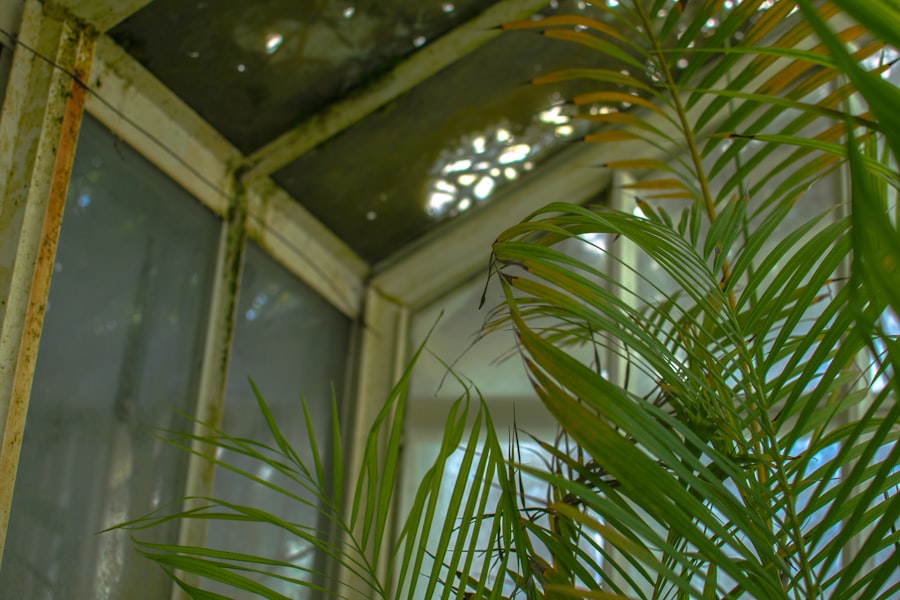 Photo Greenhouse plants