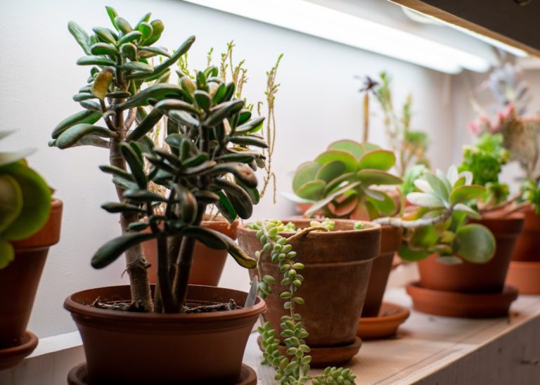 Photo Greenhouse plants