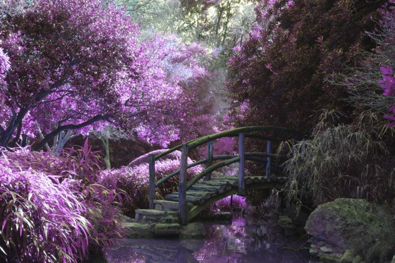 Photo sfeervolle tuin